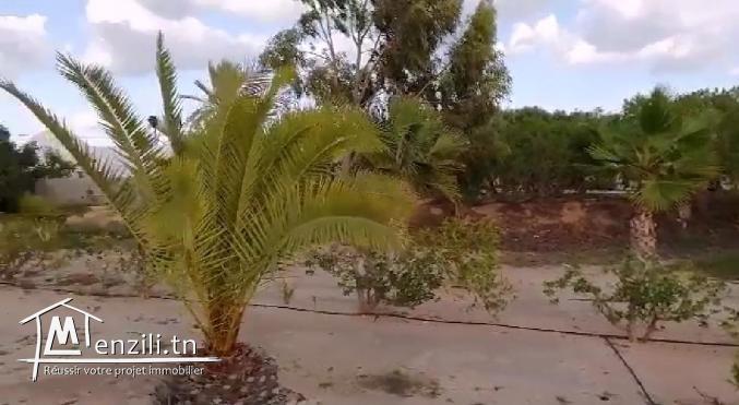 Maison piscine style djerbien Tezdaine