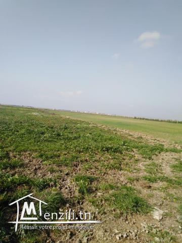 un terrain a borj touil