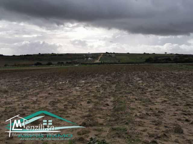 terrain 3392 m² à tamezrate kelibia