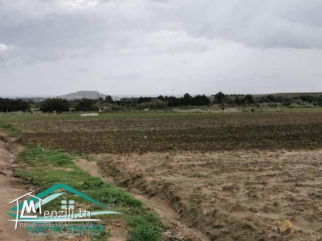 terrain 3392 m² à tamezrate kelibia