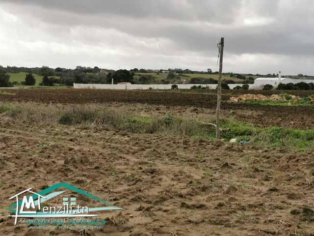 terrain 3392 m² à tamezrate kelibia