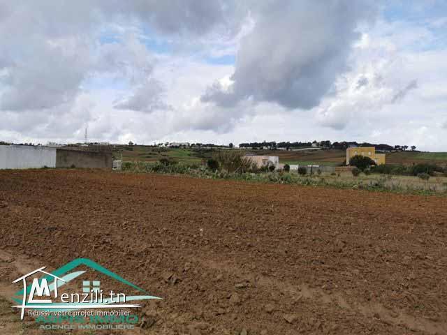 terrain 3392 m² à tamezrate kelibia