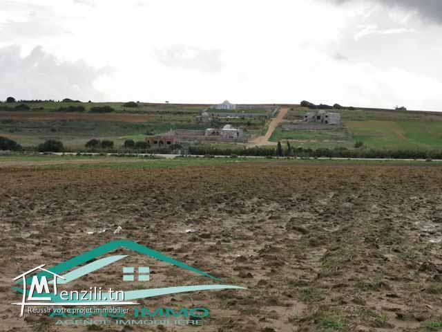 terrain 3392 m² à tamezrate kelibia