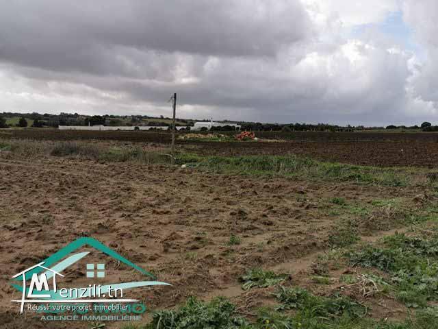 terrain 3392 m² à tamezrate kelibia