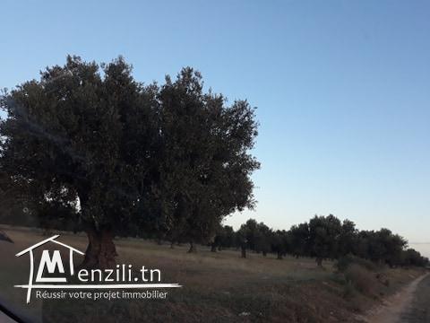 Sénia 1,5 hectares à Sidi bouali