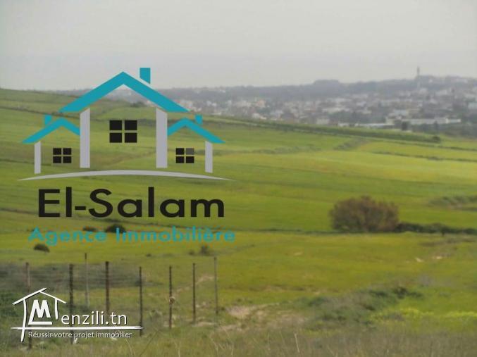 terrain vu panoramique sur une coline