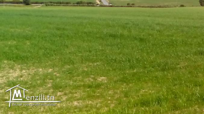 ارض فلاحية للبيع