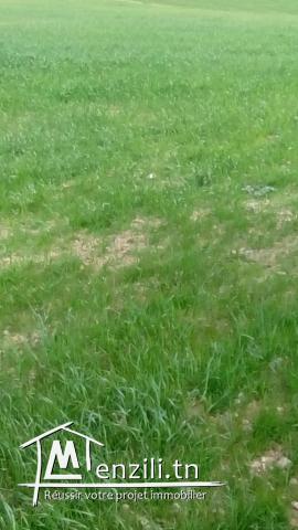 ارض فلاحية للبيع