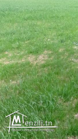 ارض فلاحية للبيع