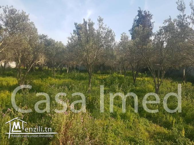terrain à vendre à yakout el hamaoui la soukra