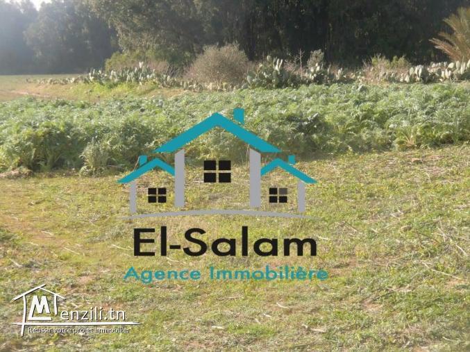 6 hectars avec un petit maison et un puit