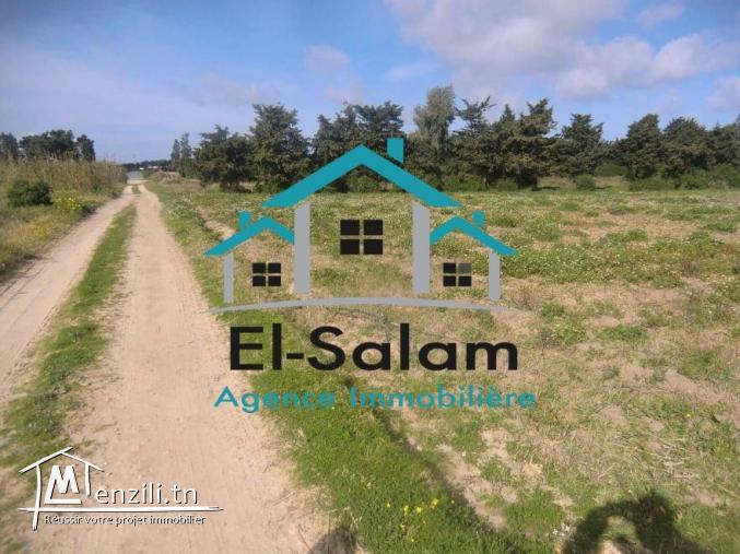 2 hectares a vendre a dar allouch avec un puits