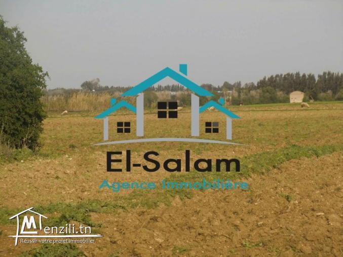 2 hectares a vendre a dar allouch avec un puits