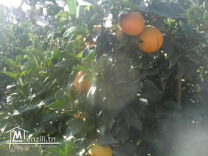 une grande ferme touts types de feruits 600m a la plage
