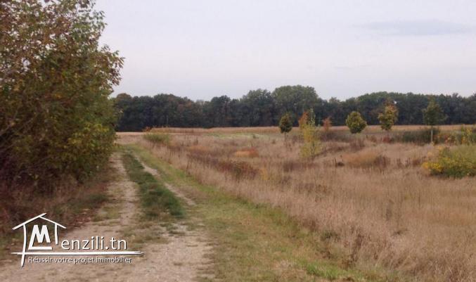 A vendre Terrain à Oued Elil