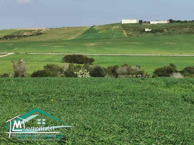 terrain agricole 27000 m² à tamezrat kelibia