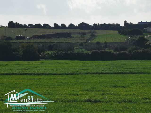 terrain agricole 27000 m² à tamezrat kelibia