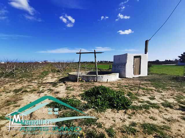 terrain agricole 10050 m² à haret chouara kelibia