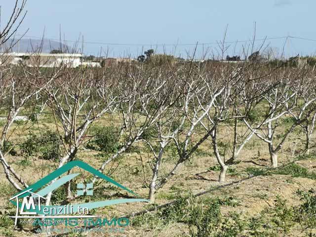 terrain agricole 10050 m² à haret chouara kelibia