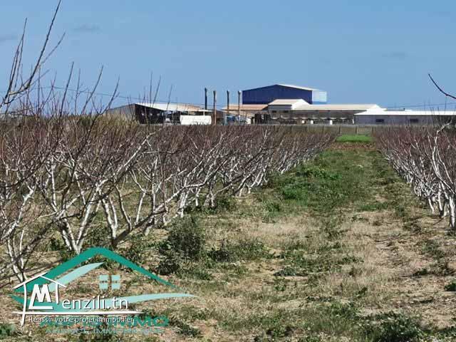 terrain agricole 10050 m² à haret chouara kelibia