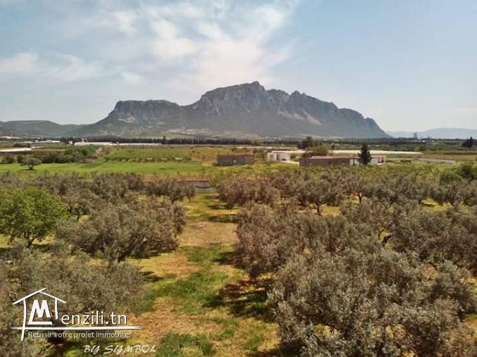 Terrain 500m à mornag