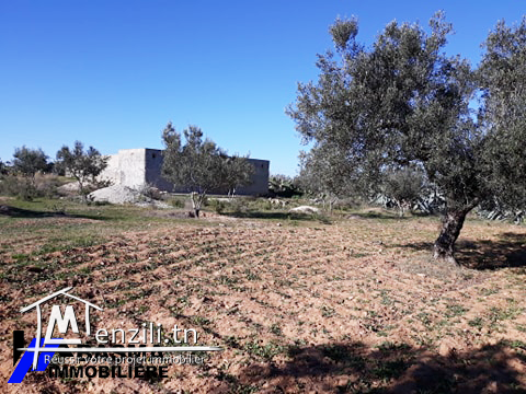 Sénia 3 hectares à Sidi bouali