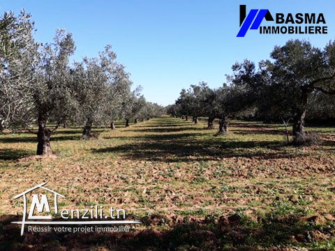 Sénia 3 hectares à Sidi bouali