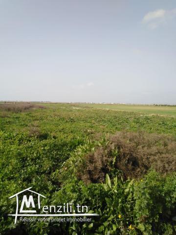 un terrain de 4400 m2 a borj touil