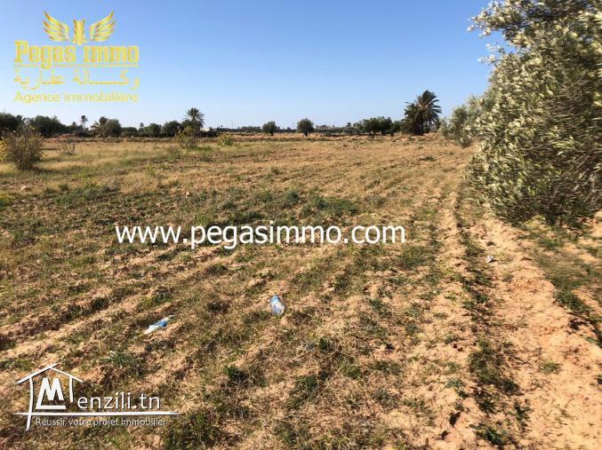A vendre un terrain de 13 000 m² prés de Géant Midoun Djerba