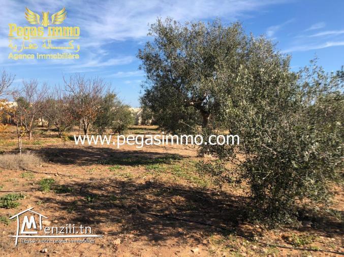 A vendre un terrain de 8500 m² à 3km De Midoun avec titre foncier