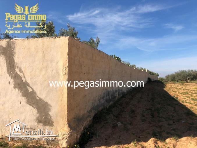A vendre un terrain de 8500 m² à 3km De Midoun avec titre foncier