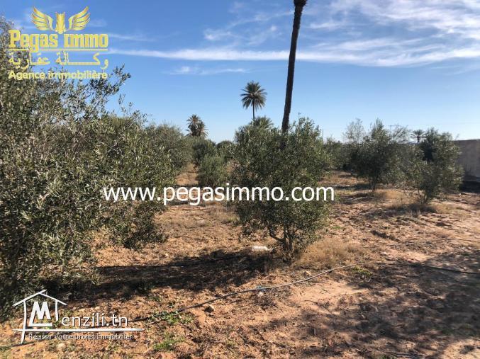 A vendre un terrain de 8500 m² à 3km De Midoun avec titre foncier