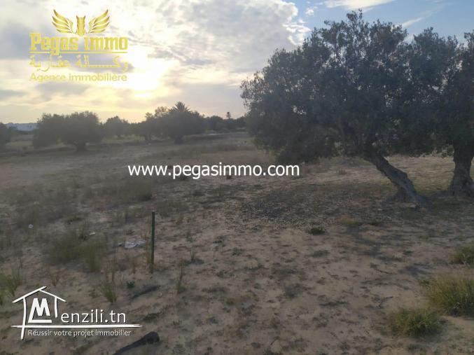 A vendre un terrain de 2500 m² à Ghizen