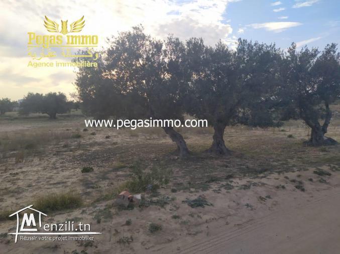 A vendre un terrain de 2500 m² à Ghizen