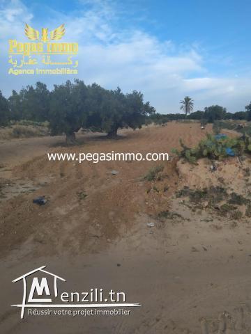 A vendre un terrain de 5000 m² avec titre foncier