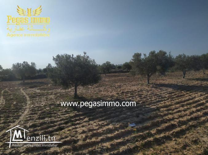 A vendre un terrain à Ben Maagal