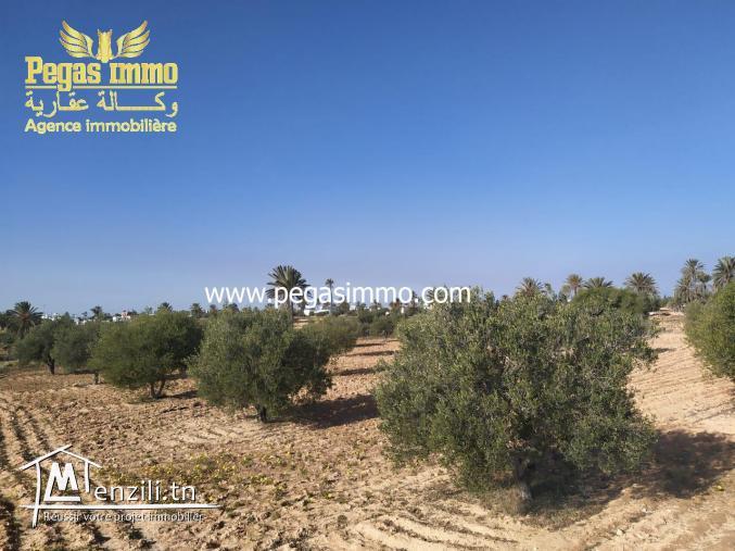 A vendre un terrain à Ben Maagal