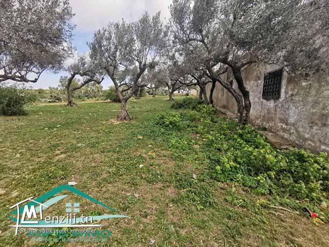 terrain agricole 7200 m² à wed el khatef kelibia