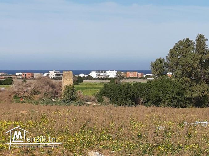 Terrain à vendre a kerkouene / kélibia