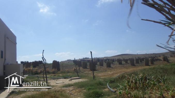 terrain agricole de 9000 m2