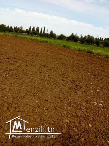 2 Hectares Borj Touil