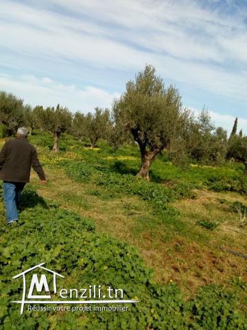 2 Hectares Borj Touil