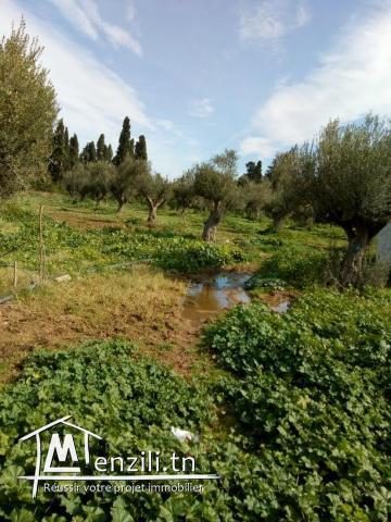 2 Hectares Borj Touil