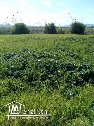 2 Hectares Borj Touil