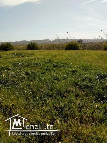 2 Hectares Borj Touil