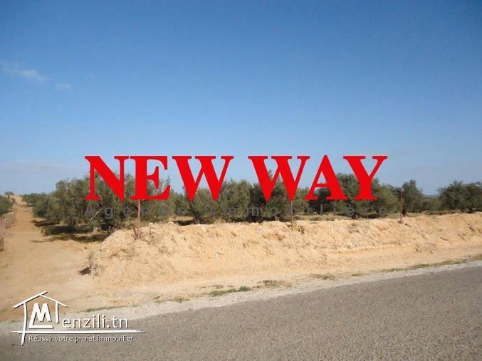 Terrain agricole sur la route principale à kalaà kbira