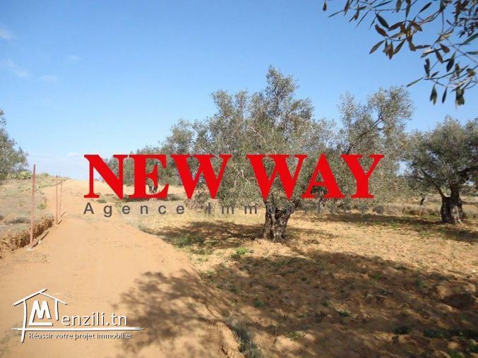 Terrain agricole sur la route principale à kalaà kbira