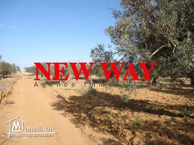 Terrain agricole sur la route principale à kalaà kbira