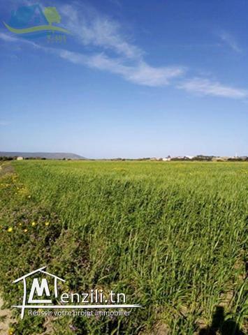 أرض فلاحية في الشرف الهوارية ب 40 مليون أكهو !!!!