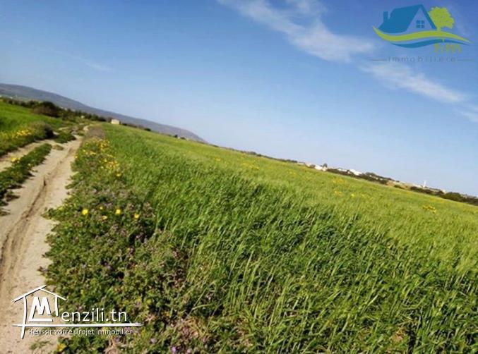 أرض فلاحية في الشرف الهوارية ب 40 مليون أكهو !!!!